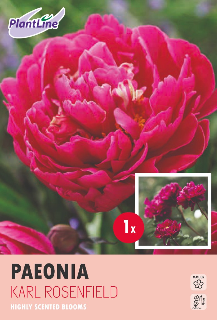 Picture of PAEONIA LACTIFLORA KARL ROSENFIELD 10-BAGS-WITH-1 PAEONIA-IN-BOX