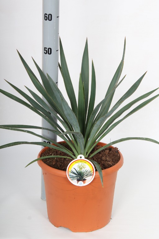 Picture of Yucca gloriosa P26 (7.5 Ltr)