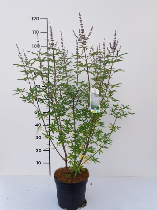 Picture of Vitex agnus-castus P21 (4 Ltr)