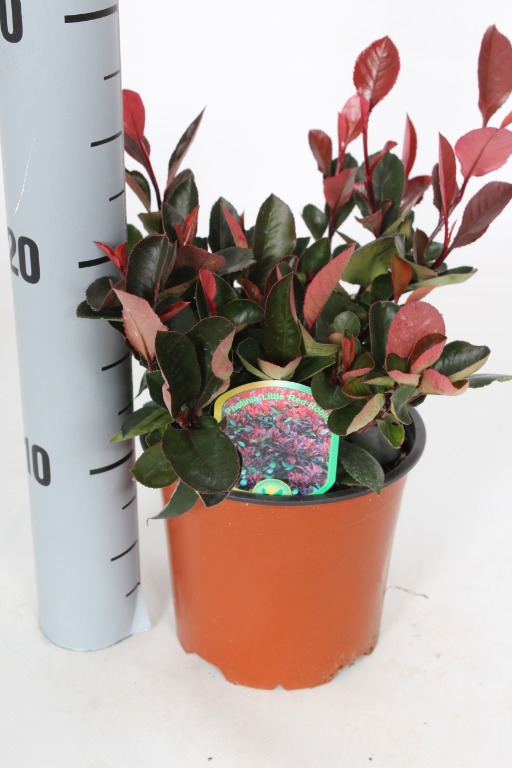 Picture of Photinia fras. Little Red Robin P13 WITH-LABEL