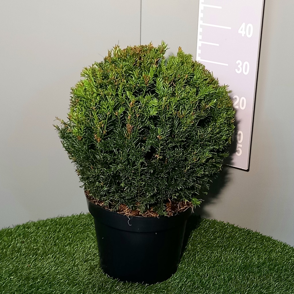 Picture of Taxus baccata P30 (12 Ltr) BALL-35/40