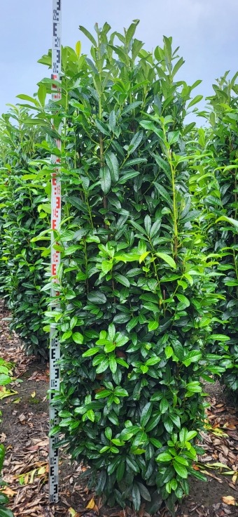 Picture of Prunus laur. Genolia EXTRA ROOTBALL 225/250CM