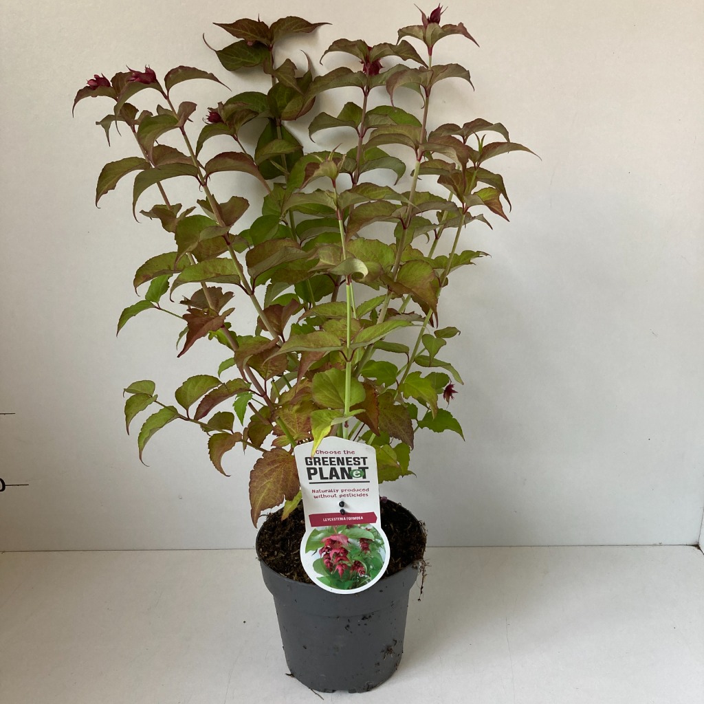 Picture of Leycesteria formosa P17 (2 Ltr)