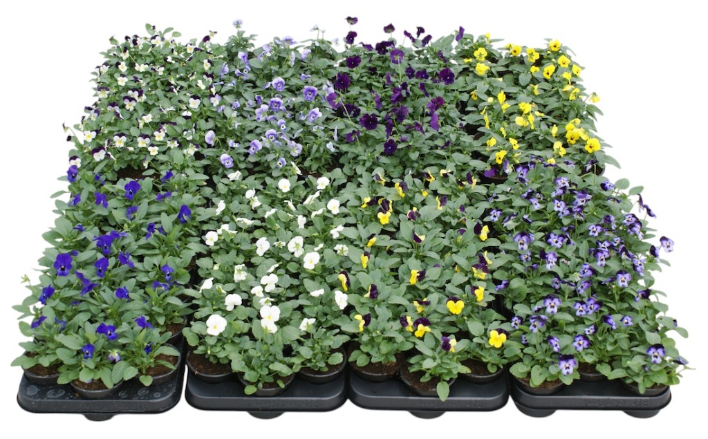 Picture of Trolley Deal 2025 Viola cornuta in varieties P9