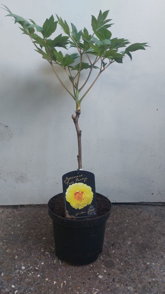 Picture of Paeonia suffruticosa Japanese P19 (3 Ltr) YELLOW