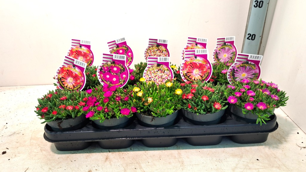 Delosperma Jewel of Desert in varieties