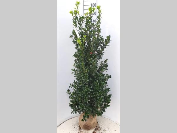 Picture of Ilex meserveae Heckenfee ROOTBALL/JUTE 120/140CM