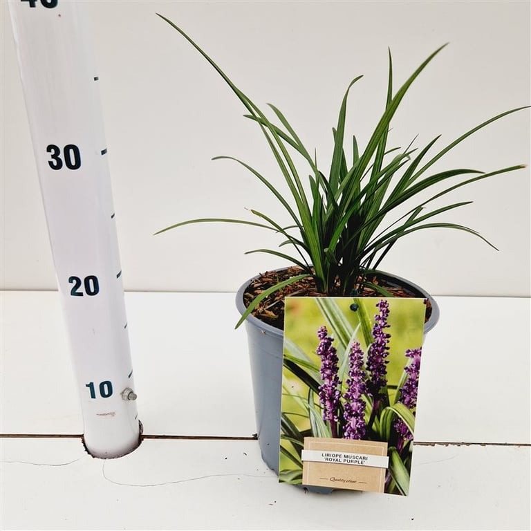 Picture of Liriope muscari Royal Purple P18 (2.5 Ltr) 25/30CM