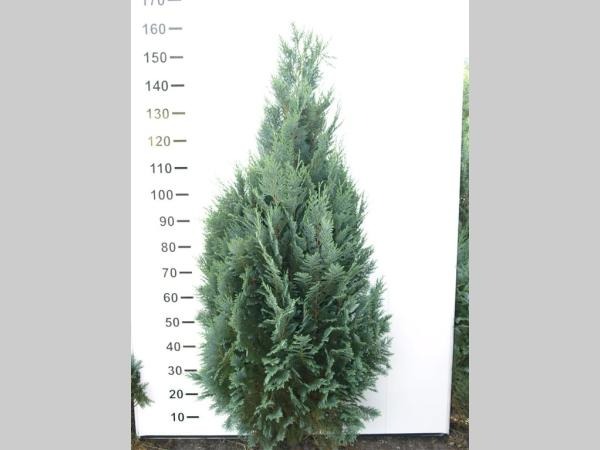 Picture of Chamaecyparis laws. Columnaris ROOTBALL 125/150CM