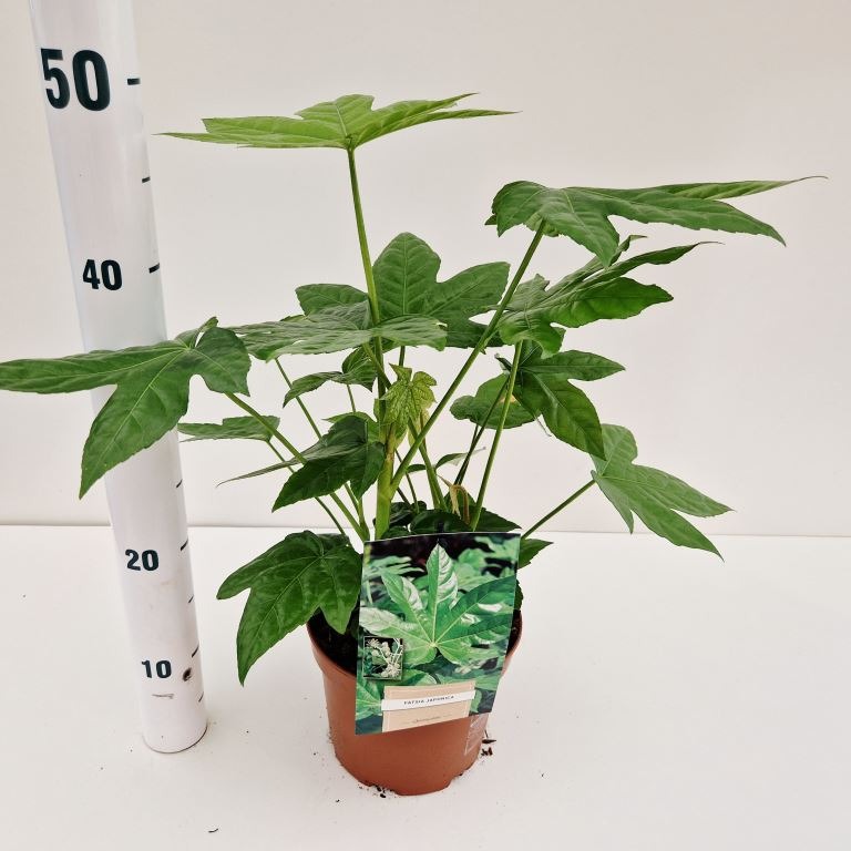 Fatsia Japonica