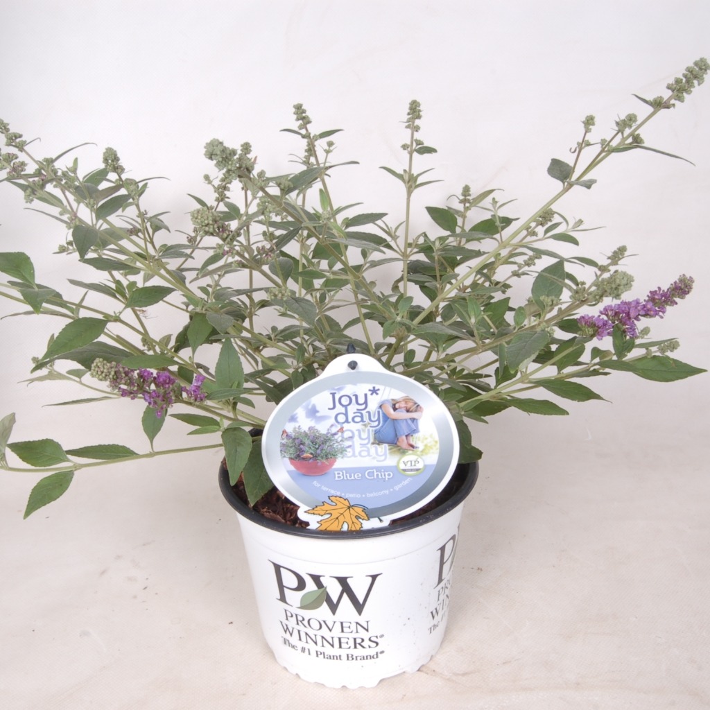 Picture of Buddleja Blue Chip P19 (3 Ltr)