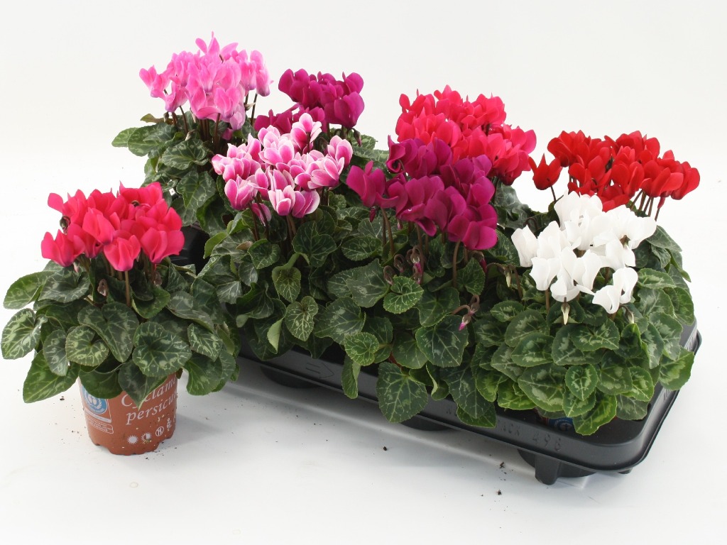 Picture of Trolley Deal 2024 Cyclamen in varieties P10.5