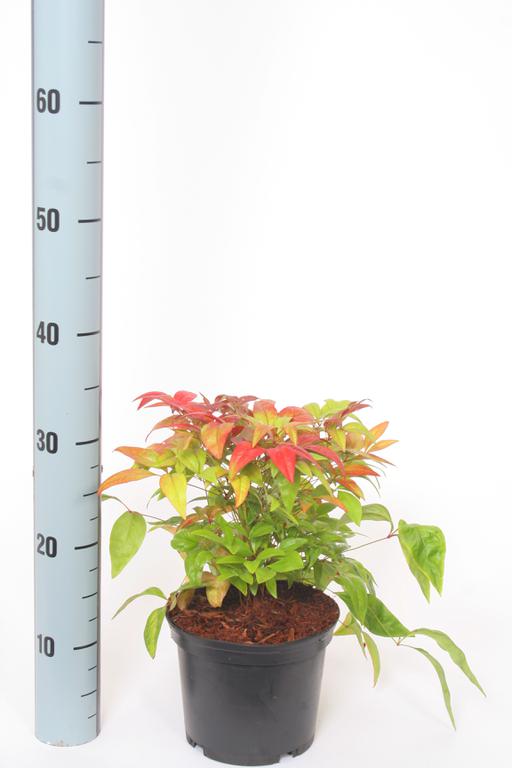 Picture of Nandina domestica Blush Pink P17 (2 Ltr)