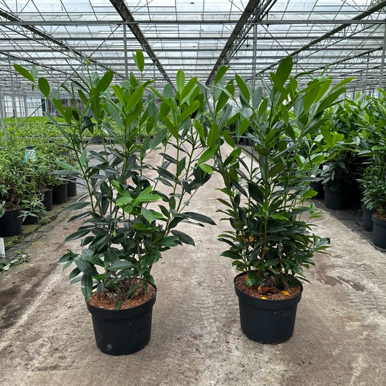 Picture of Prunus l. Caucasica P29 (10 Ltr) 60/80