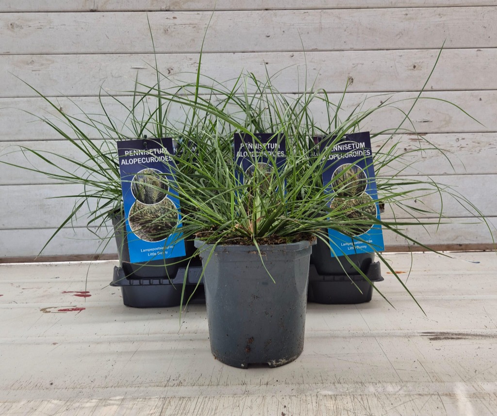 Pennisetum al. Little Bunny
