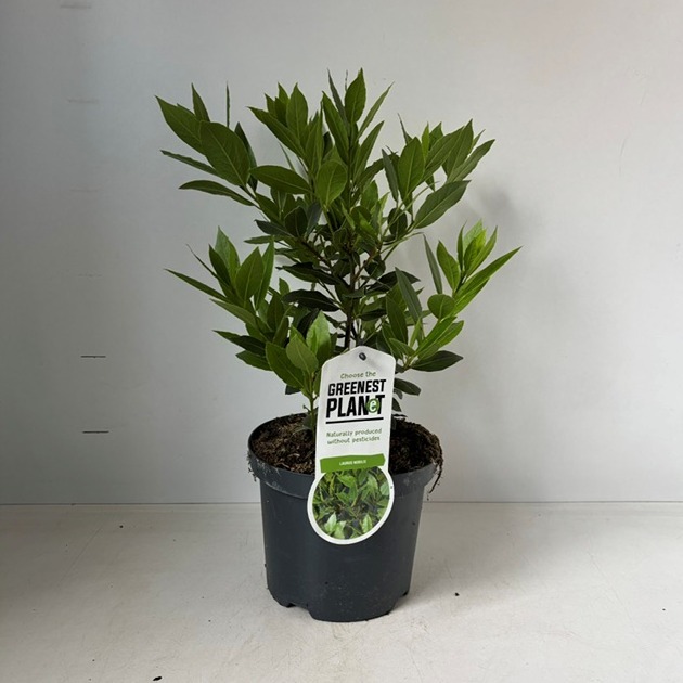 Laurus Nobilis