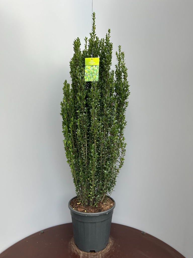 Ilex cr. Fastigiata