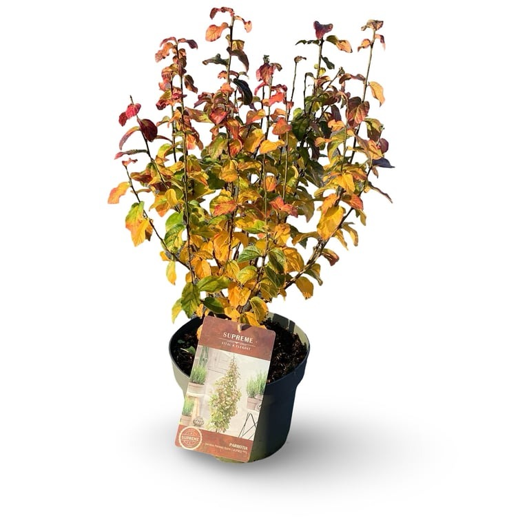 Picture of Parrotia persica Persian Spire P21 (4 Ltr) 40/60