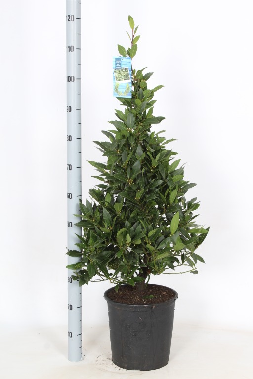 Picture of Laurus nobilis P29 (10 Ltr) 110/CM-PYRAMIDS-(SIZE-INCL-POT)