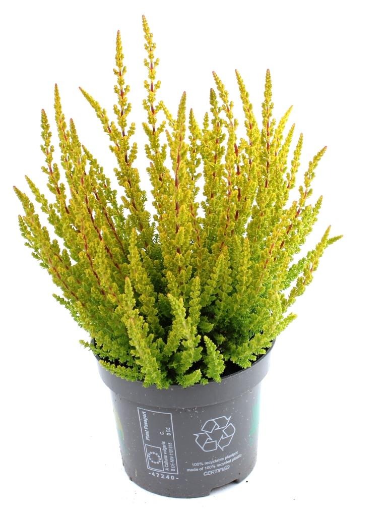 Picture of Calluna Beauty Ladies Skyline Las Vegas (yellow-orange) P9.5 15-CM