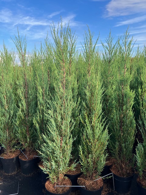 Picture of Juniperus scop. Blue Arrow P29 (10 Ltr) 125/150