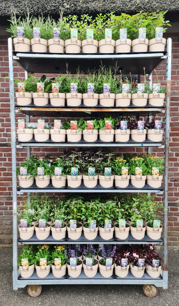 Picture of Herbaceous in 15 varieties (PEAT FREE) P15 CLIMATE PROOF