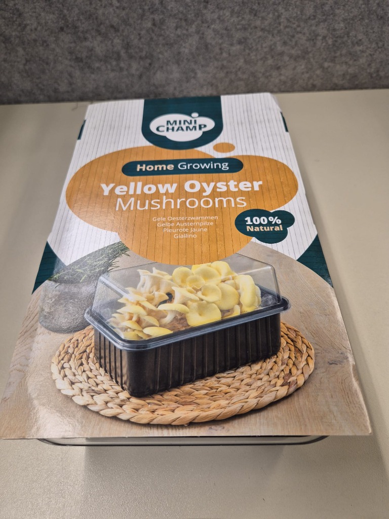 Mushrooms Yellow Oyster