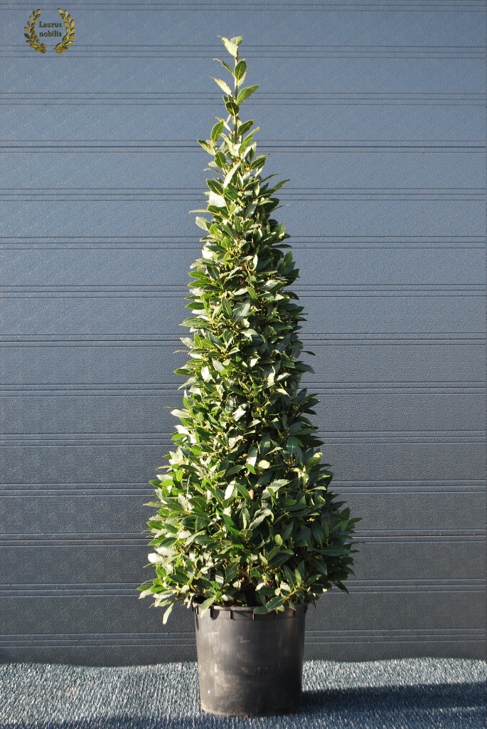 Picture of Laurus nobilis P30 (12 Ltr) Pyramids 190/cm incl pot