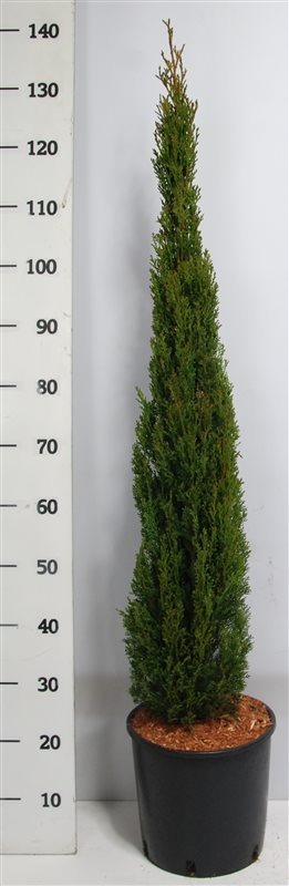 Picture of Cupressus semp. Totem P29 (10 Ltr) 100/125