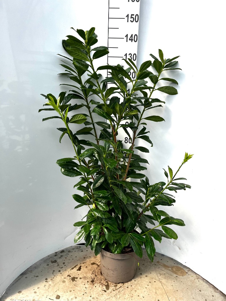 Picture of Prunus laur. Novita P29 (10 Ltr) 100/120