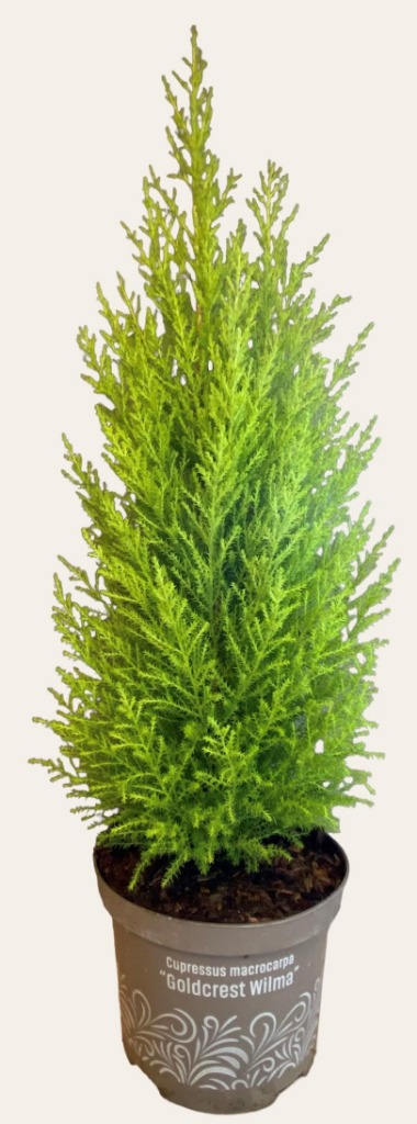 Afbeeldingen van Cupresses Goldcrest Wilma P17 (2 Ltr)