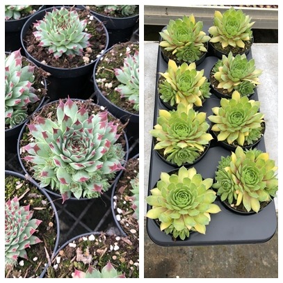 Picture of Sempervivum Chick Charms in 2 varieties P12