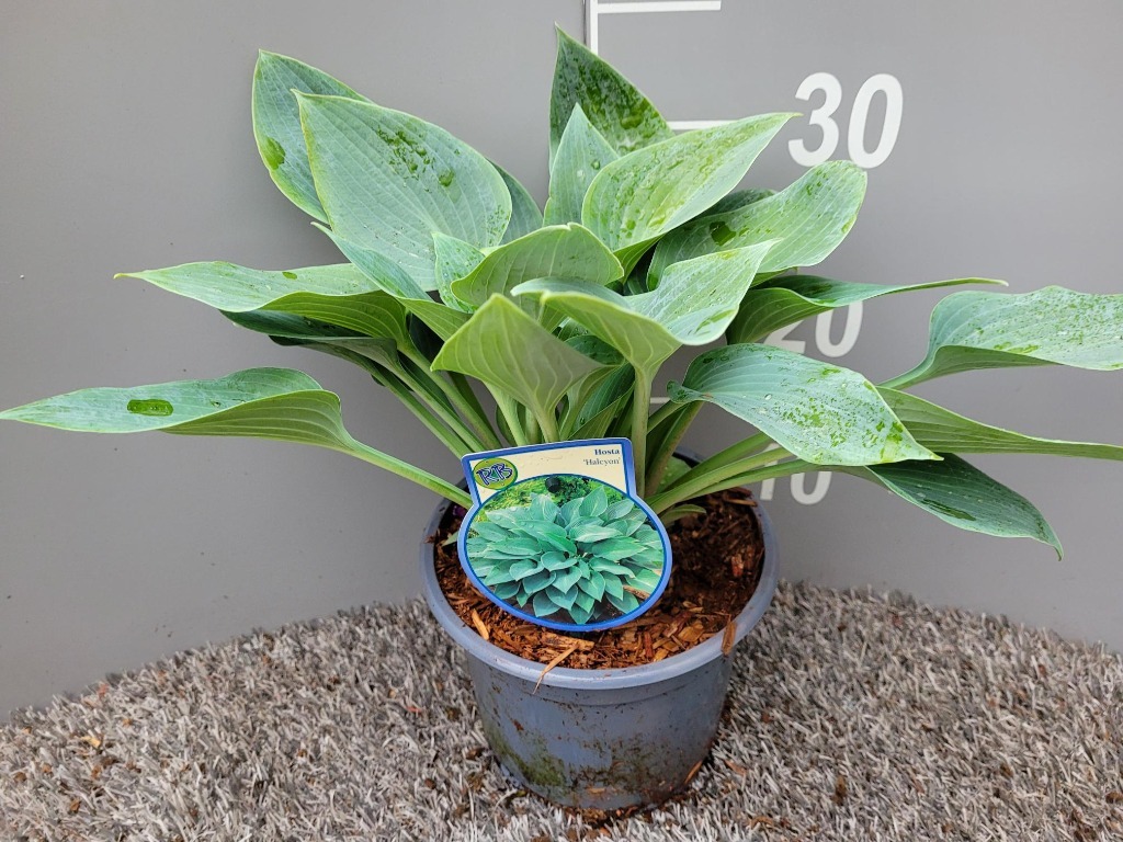 Picture of Hosta Halycon P17 (2 Ltr)