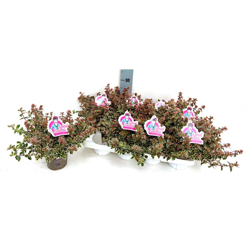 Image de Abelia grandiflora Pink Lady P13