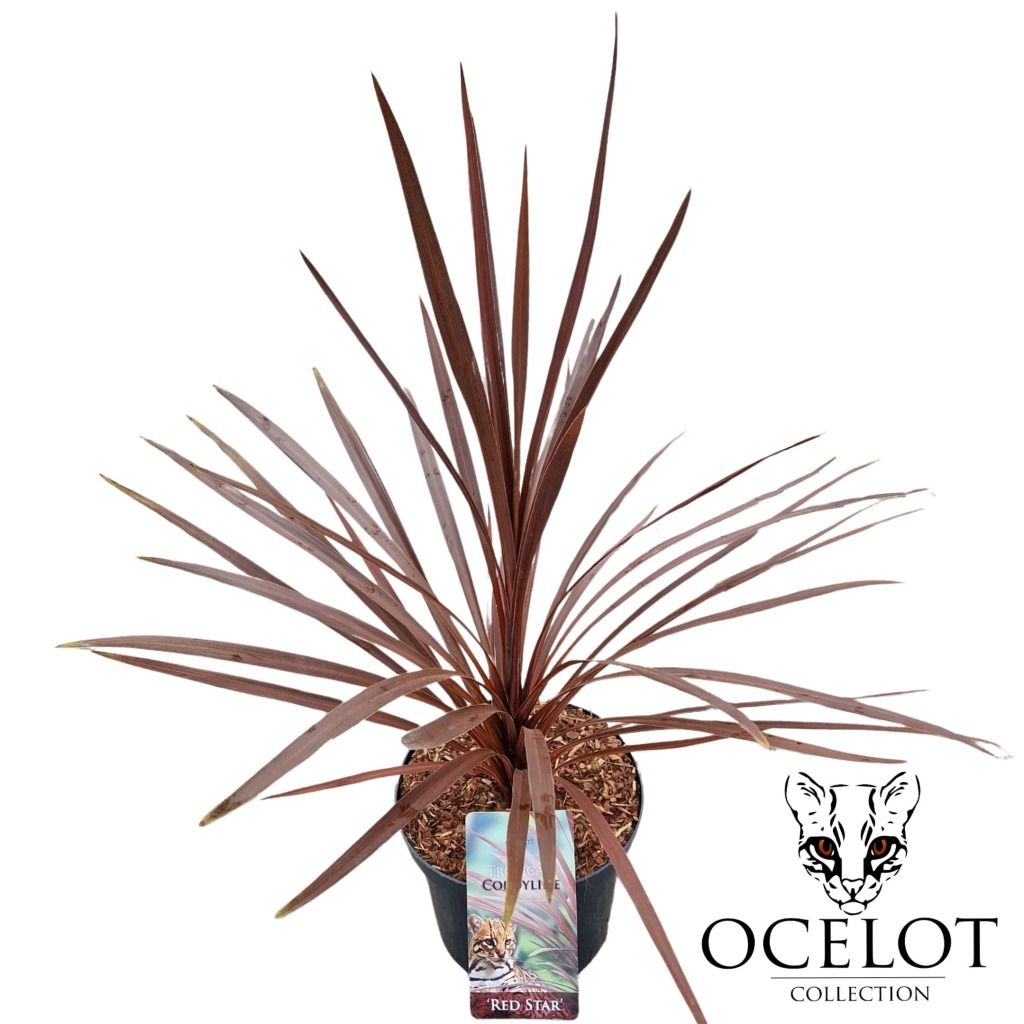 Picture of Cordyline australis Red Star P26 (7.5 Ltr)