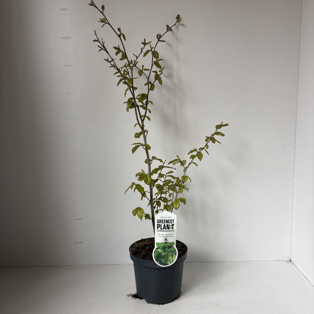 Parrotia persica