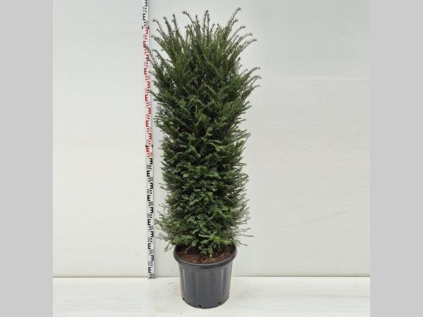 Taxus baccata