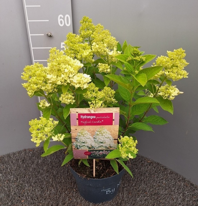Hydrangea pan. Magical Candle