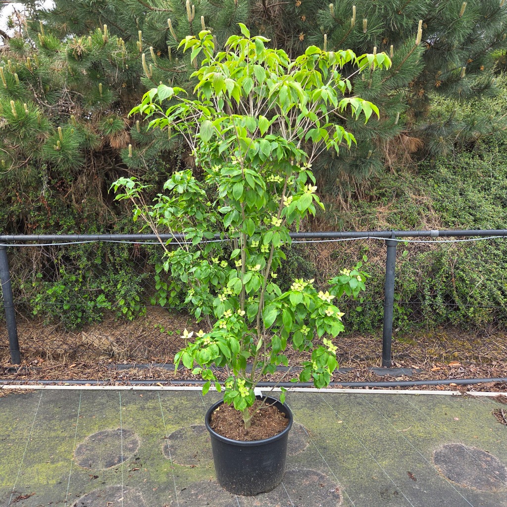 Cornus kousa Teutonia