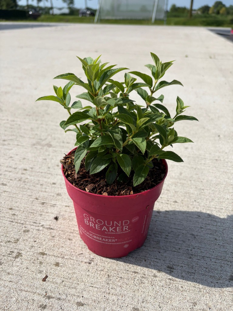 Hydrangea pan. Groundbreaker Ruby