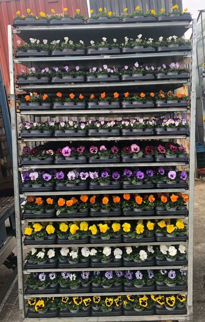 Picture of Trolley Deal 2024 Viola cornuta & F1 in varieties P9 A8