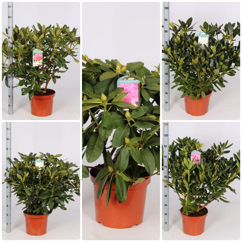 Picture of Trolley Deal 2024 Rhododendron hybride in varieties 60/+ P29 (10 Ltr) F.O. (135)