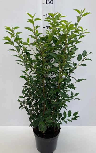 Picture of Prunus lus. Angustifolia P26 (7.5 Ltr) 80/100CM