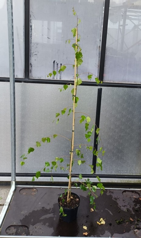 Picture of Betula pendula Youngii P19 (3 Ltr) 125/150