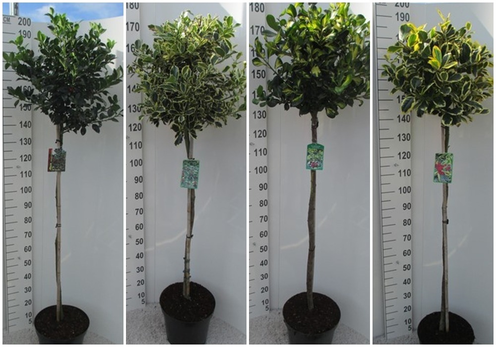 Picture of Ilex altaclerensis in 4 varieties P32 (15 Ltr) 110/STD