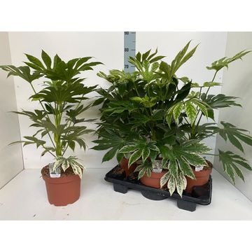 Picture of Fatsia japonica Spiders Web P21 (4 Ltr)