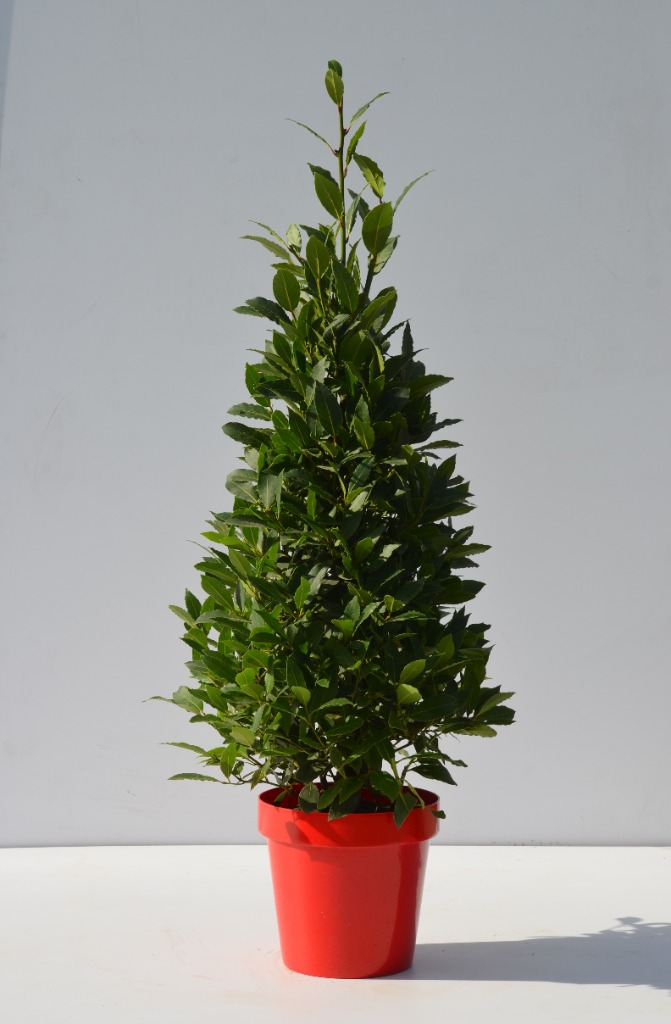 Picture of Laurus nobilis P30-(12-LTR) RED POT PYRAMID-140/CM