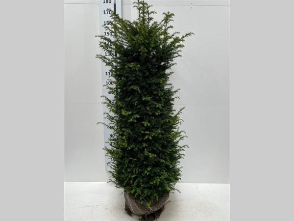 Picture of Taxus Baccata ROOTBALL 160/180CM