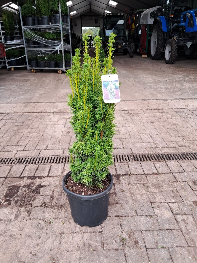 Picture of Taxus baccata Fastigiata Aurea P29 (10 Ltr) 60/80CM