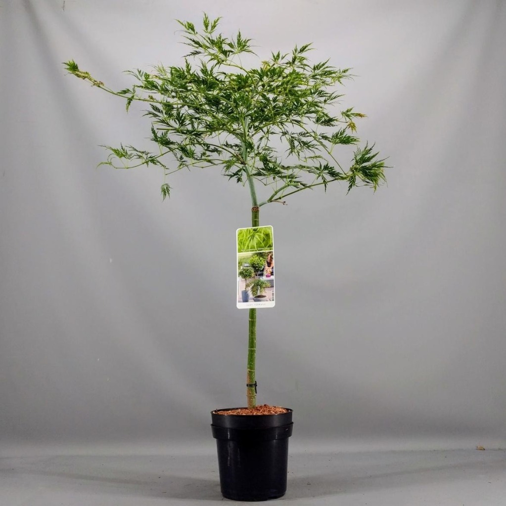Picture of Acer pal. Dissectum P19 (3 Ltr) 50/STD